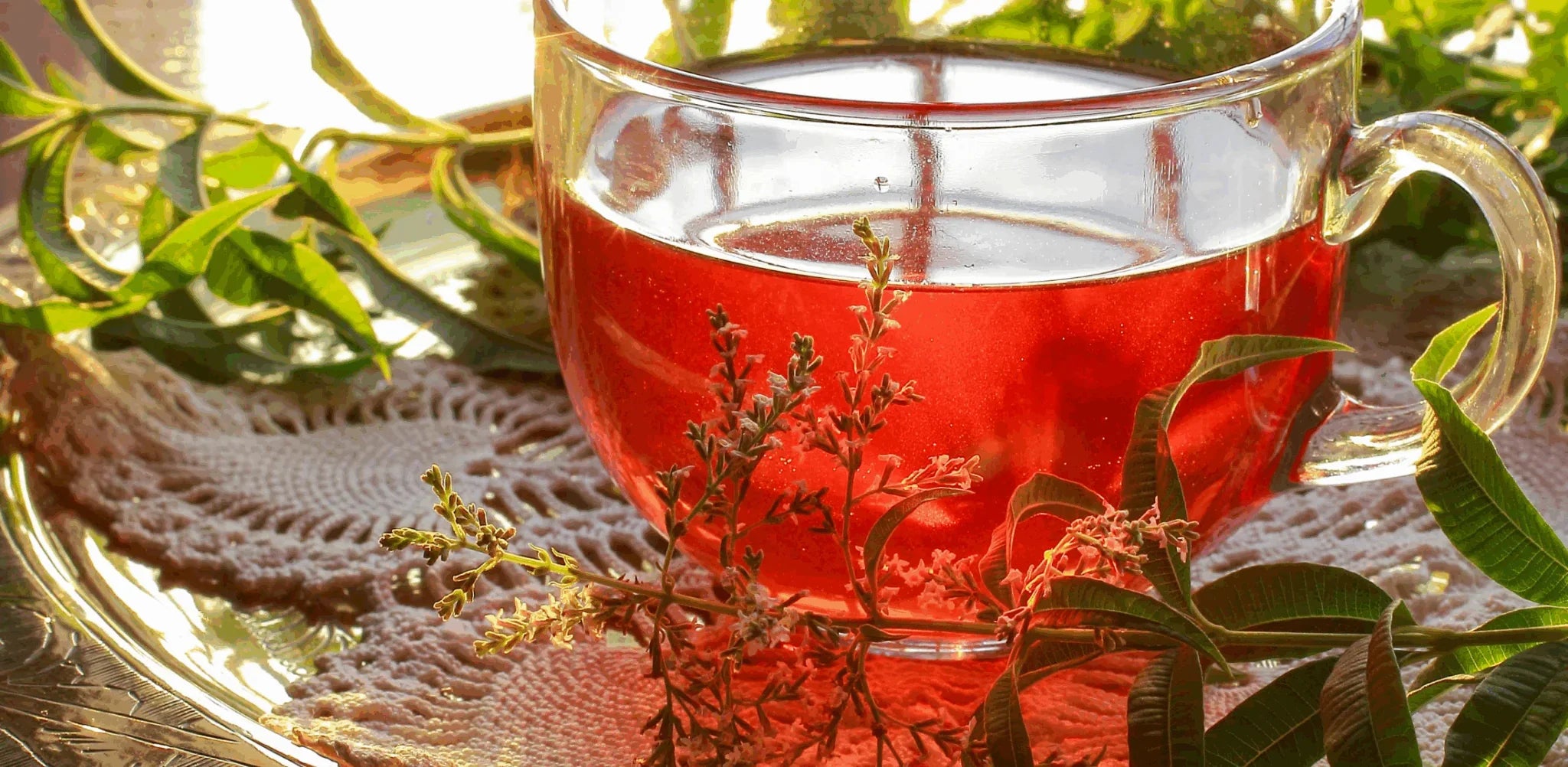 ¿Qué son Infusiones? Información Clara para Entender estas Bebidas Naturales